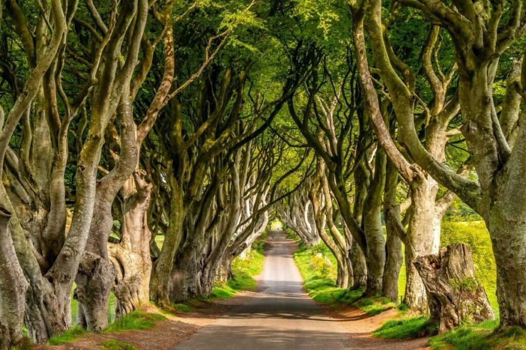 Dark Hedges